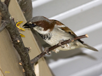 House Sparrows